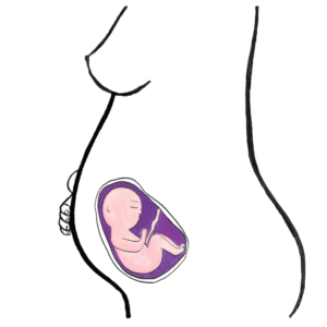 baby's development 24 weeks