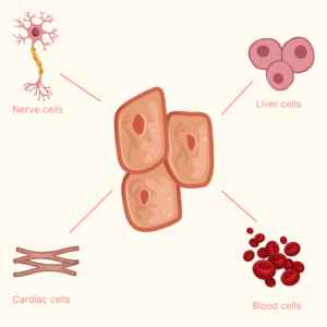 Stem cell