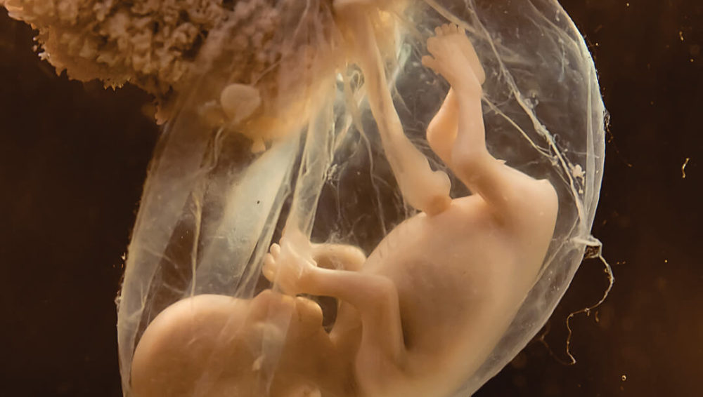 พัฒนาการตลอด 9 เดือนของลูกในท้องจากมุมมองของลูกน้อย