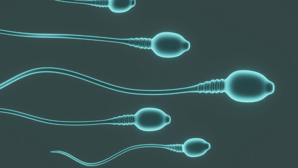 Understanding sperm freezing