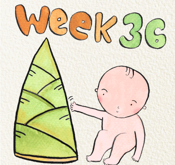 สัปดาห์ที่ 36 ของการตั้งครรภ์