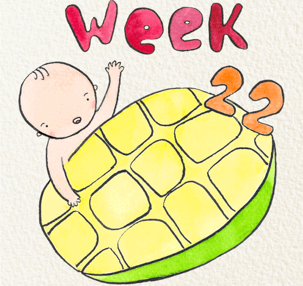 สัปดาห์ที่ 22 ของการตั้งครรภ์