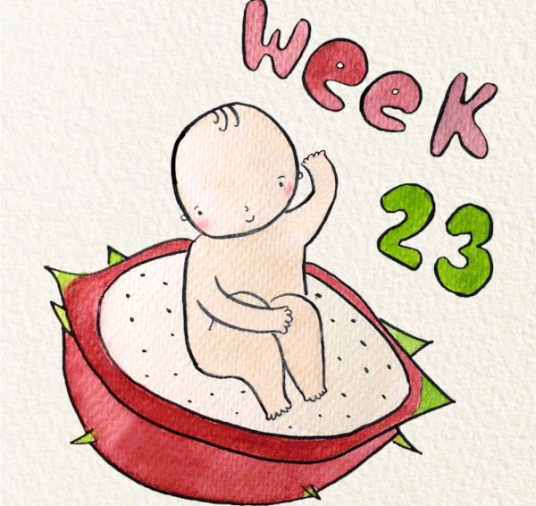 สัปดาห์ที่ 23 ของการตั้งครรภ์