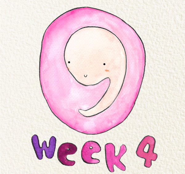 สัปดาห์ที่ 4 ของการตั้งครรภ์