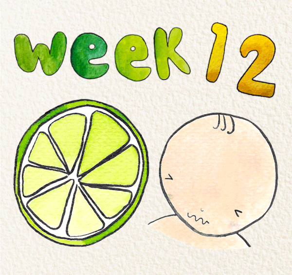 สัปดาห์ที่ 12 ของการตั้งครรภ์
