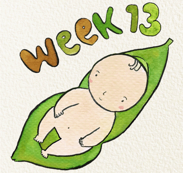 สัปดาห์ที่ 13 ของการตั้งครรภ์