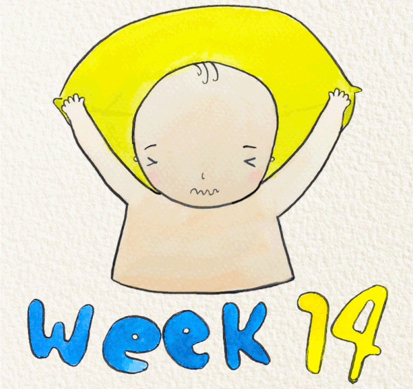 14 weeks pregnant
