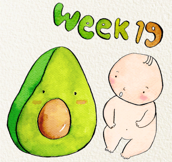 สัปดาห์ที่ 19 ของการตั้งครรภ์